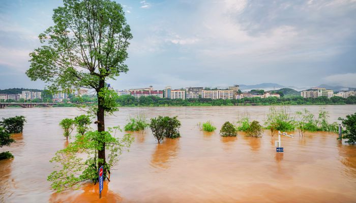 实拍四川暴雨：大鱼游上街头乱窜 专家建议统筹做好蓄水和防范旱后转涝风险