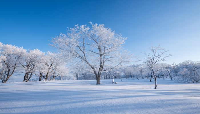 2022年是否会出现罕见寒冬 2022年会出现少见寒冬吗