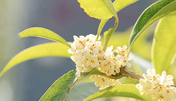 桂花树镇宅还是招鬼 桂花树有什么寓意