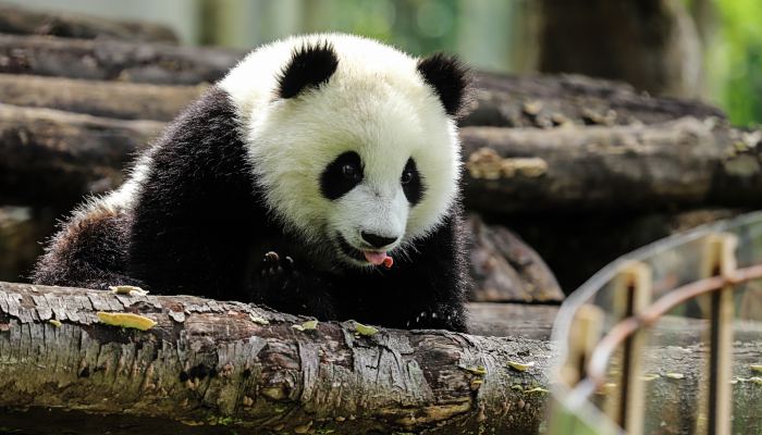 湖南120米深洞底发现大熊猫化石 下颌骨上两颗犬齿清晰可见