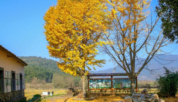 又是一年赏银杏时节将至 冷空气来得越早银杏始变色期就越早