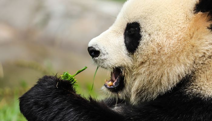 湖南120米深洞底发现大熊猫化石 下颌骨上两颗犬齿清晰可见