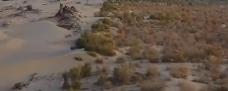 梭梭树适合种在什么地方 梭梭树的功效与作用